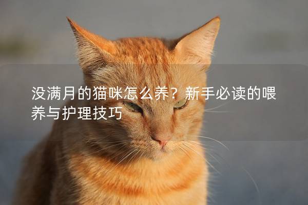 没满月的猫咪怎么养？新手必读的喂养与护理技巧