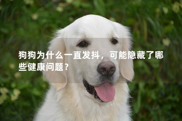 狗狗为什么一直发抖，可能隐藏了哪些健康问题？