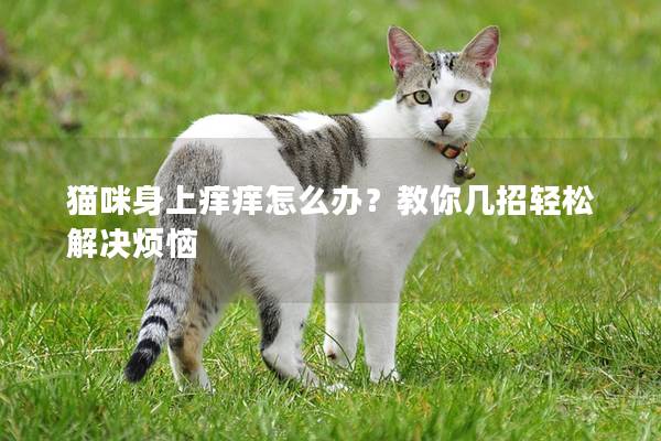 猫咪身上痒痒怎么办？教你几招轻松解决烦恼