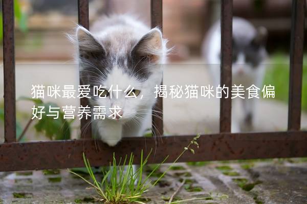 猫咪最爱吃什么，揭秘猫咪的美食偏好与营养需求