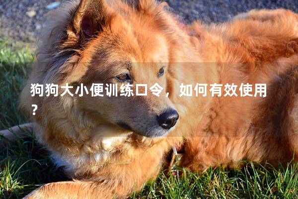 狗狗大小便训练口令，如何有效使用？