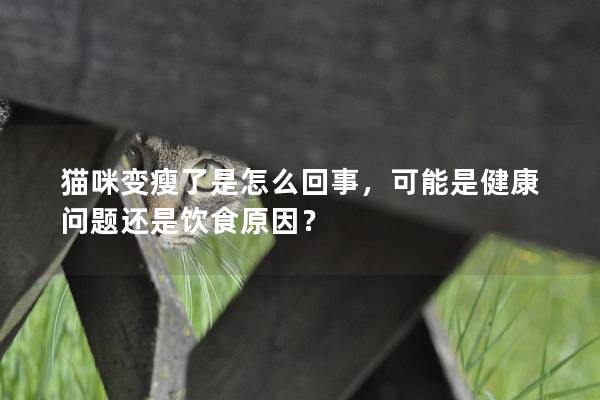 猫咪变瘦了是怎么回事，可能是健康问题还是饮食原因？