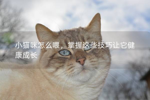 小猫咪怎么喂，掌握这些技巧让它健康成长