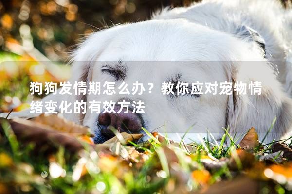 狗狗发情期怎么办？教你应对宠物情绪变化的有效方法