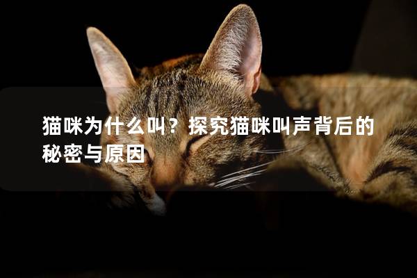 猫咪为什么叫？探究猫咪叫声背后的秘密与原因