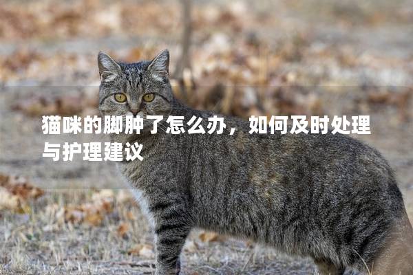 猫咪的脚肿了怎么办，如何及时处理与护理建议