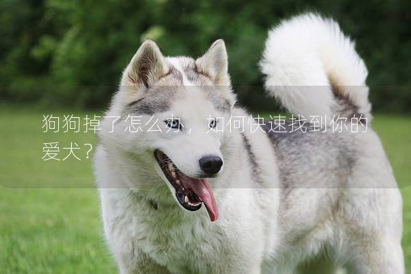 狗狗掉了怎么办，如何快速找到你的爱犬？