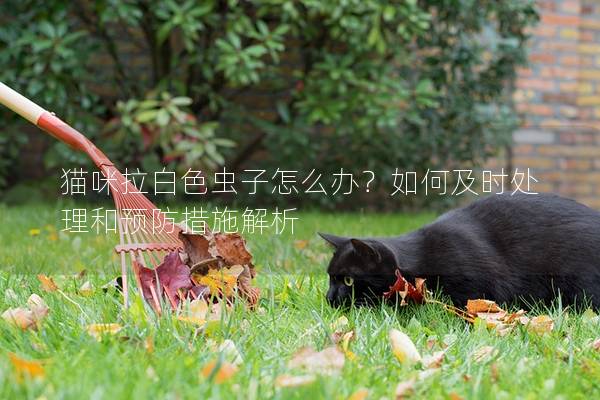 猫咪拉白色虫子怎么办？如何及时处理和预防措施解析