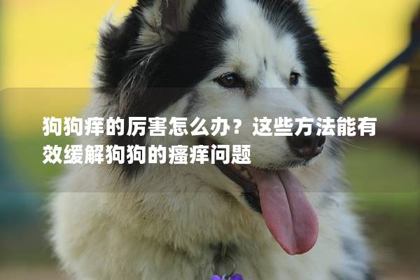 狗狗痒的厉害怎么办？这些方法能有效缓解狗狗的瘙痒问题