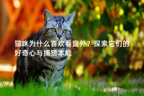 猫咪为什么喜欢看窗外？探索它们的好奇心与捕猎本能