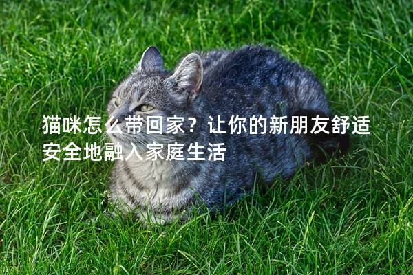 猫咪怎么带回家？让你的新朋友舒适安全地融入家庭生活