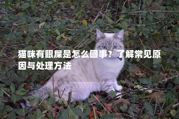 猫咪有眼屎是怎么回事？了解常见原因与处理方法