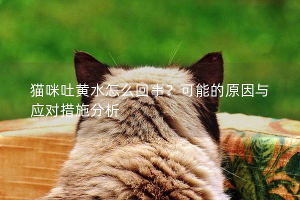 猫咪吐黄水怎么回事？可能的原因与应对措施分析