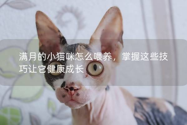 满月的小猫咪怎么喂养，掌握这些技巧让它健康成长