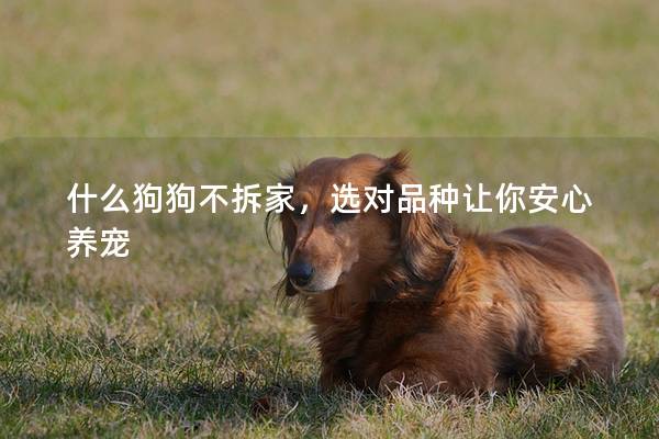 什么狗狗不拆家，选对品种让你安心养宠