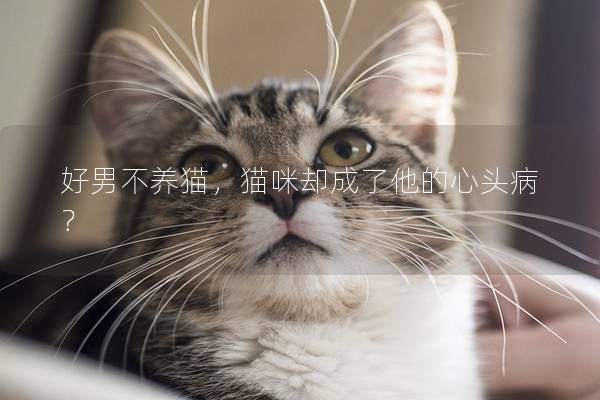 好男不养猫，猫咪却成了他的心头病？