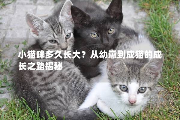 小猫咪多久长大？从幼崽到成猫的成长之路揭秘