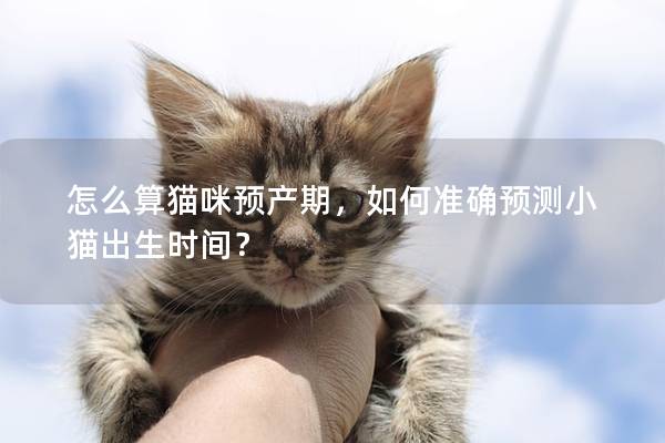 怎么算猫咪预产期，如何准确预测小猫出生时间？