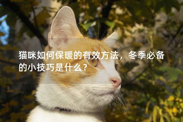 猫咪如何保暖的有效方法，冬季必备的小技巧是什么？