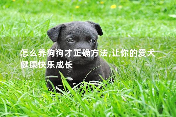 怎么养狗狗才正确方法,让你的爱犬健康快乐成长