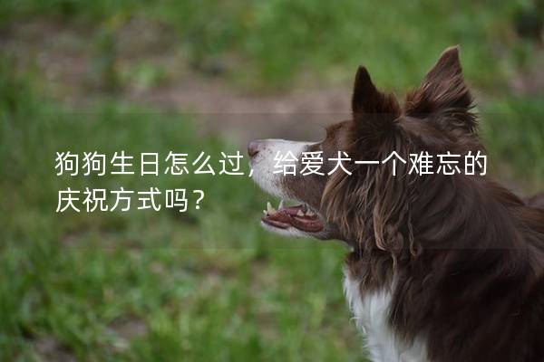 狗狗生日怎么过，给爱犬一个难忘的庆祝方式吗？