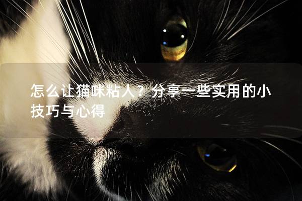 怎么让猫咪粘人？分享一些实用的小技巧与心得