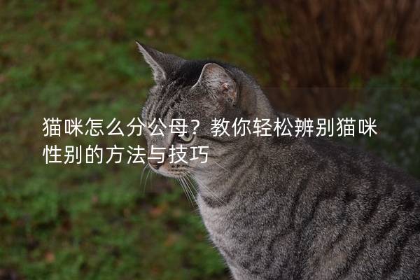 猫咪怎么分公母？教你轻松辨别猫咪性别的方法与技巧