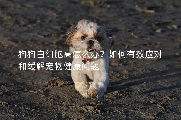 狗狗白细胞高怎么办？如何有效应对和缓解宠物健康问题