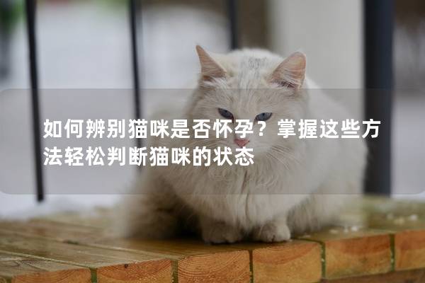 如何辨别猫咪是否怀孕？掌握这些方法轻松判断猫咪的状态