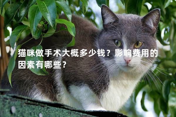 猫咪做手术大概多少钱？影响费用的因素有哪些？