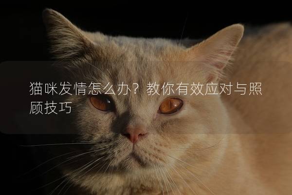 猫咪发情怎么办？教你有效应对与照顾技巧