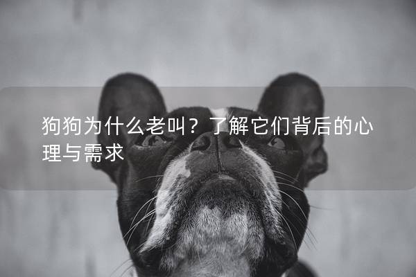 狗狗为什么老叫？了解它们背后的心理与需求