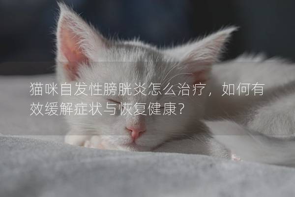 猫咪自发性膀胱炎怎么治疗，如何有效缓解症状与恢复健康？