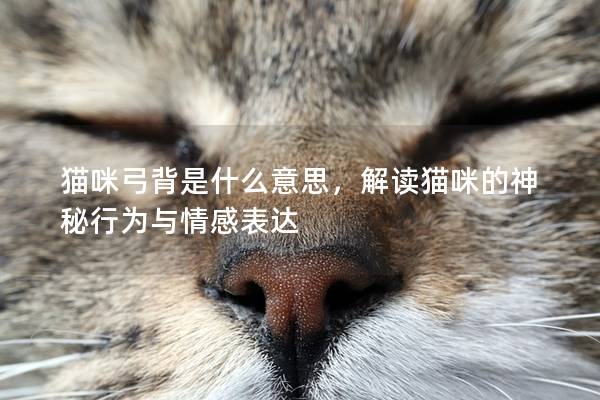 猫咪弓背是什么意思，解读猫咪的神秘行为与情感表达