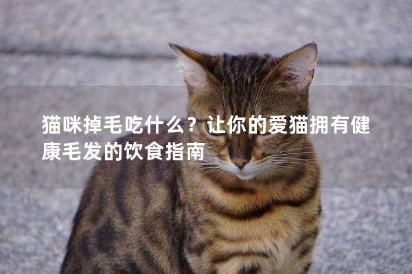 猫咪掉毛吃什么？让你的爱猫拥有健康毛发的饮食指南