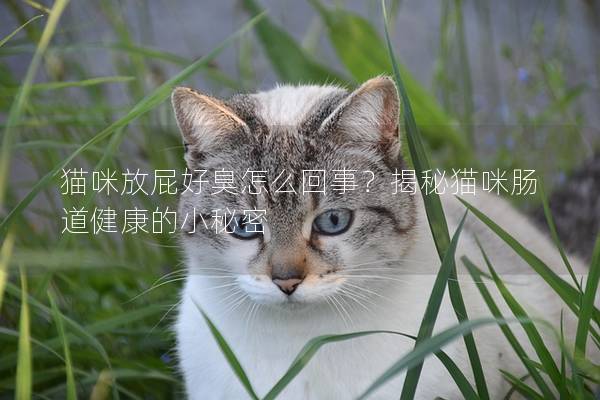 猫咪放屁好臭怎么回事？揭秘猫咪肠道健康的小秘密