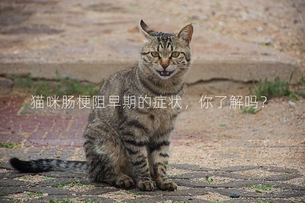 猫咪肠梗阻早期的症状，你了解吗？