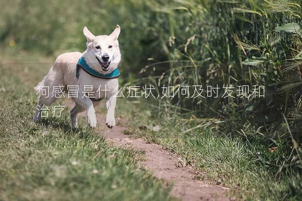 狗感冒是什么症状,如何及时发现和治疗