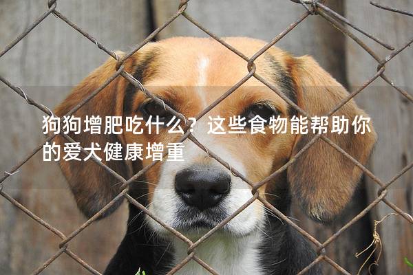 狗狗增肥吃什么？这些食物能帮助你的爱犬健康增重