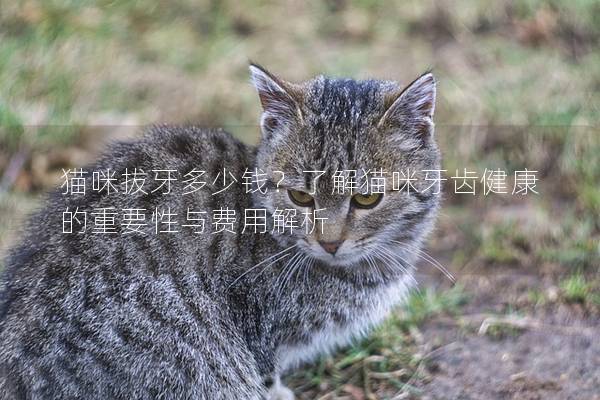 猫咪拔牙多少钱?了解猫咪牙齿健康的重要性与费用解析