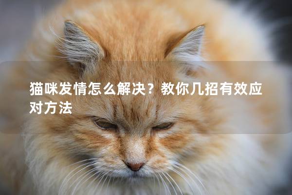 猫咪发情怎么解决？教你几招有效应对方法