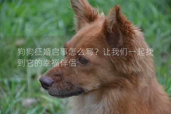 狗狗征婚启事怎么写？让我们一起找到它的幸福伴侣