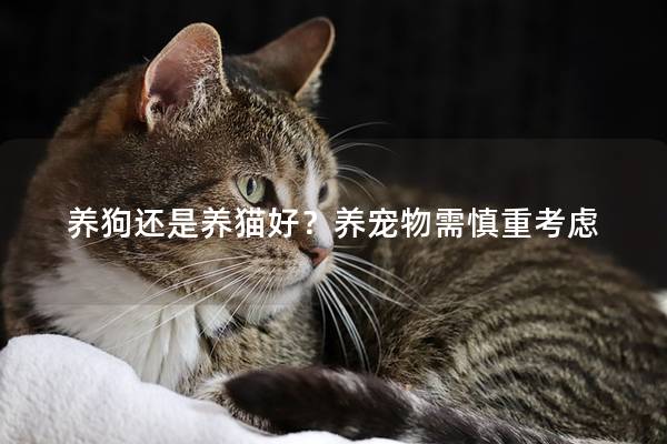 养狗还是养猫好？养宠物需慎重考虑