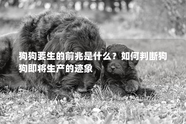 狗狗要生的前兆是什么？如何判断狗狗即将生产的迹象