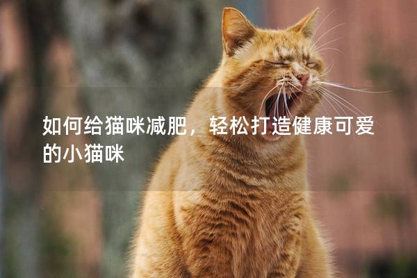 如何给猫咪减肥，轻松打造健康可爱的小猫咪