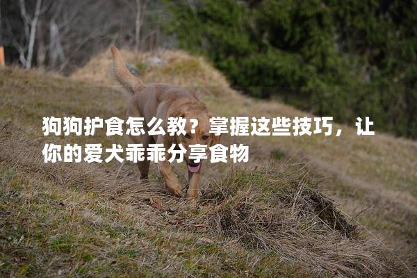 狗狗护食怎么教？掌握这些技巧，让你的爱犬乖乖分享食物