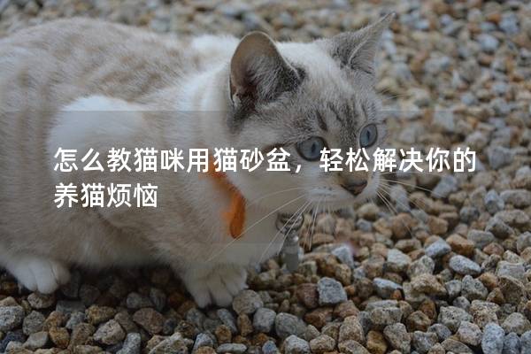 怎么教猫咪用猫砂盆，轻松解决你的养猫烦恼