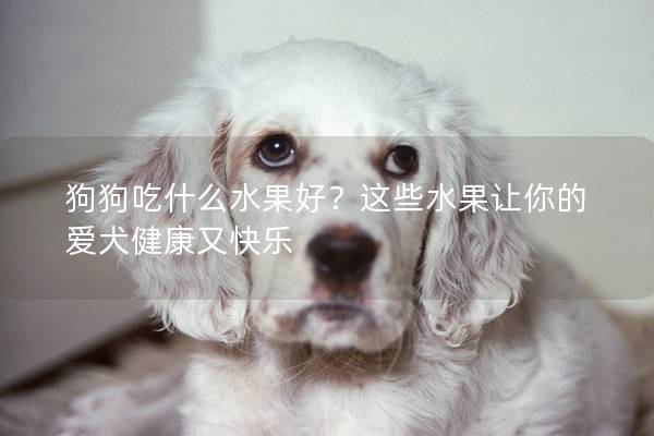 狗狗吃什么水果好？这些水果让你的爱犬健康又快乐