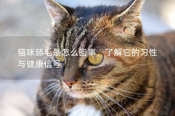 猫咪舔毛是怎么回事，了解它的习性与健康信号