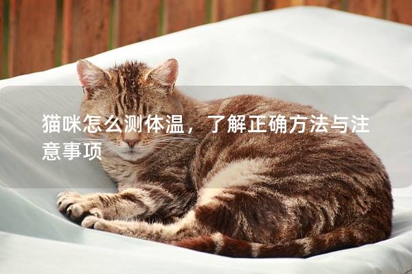 猫咪怎么测体温，了解正确方法与注意事项